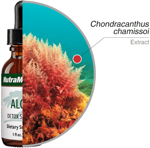 Składniki Algas NutraMedix