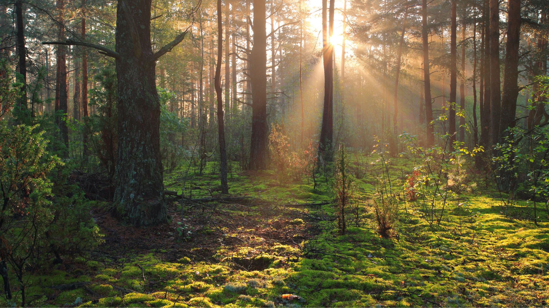 Integracja biologii i emocji Nutramedix