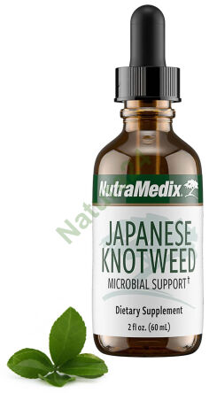 Japanese Knotweed NutraMedix